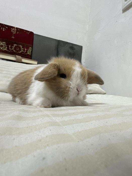 Chiroyli quyonchalar Toshkentda – faqat Basmala Farm’da!