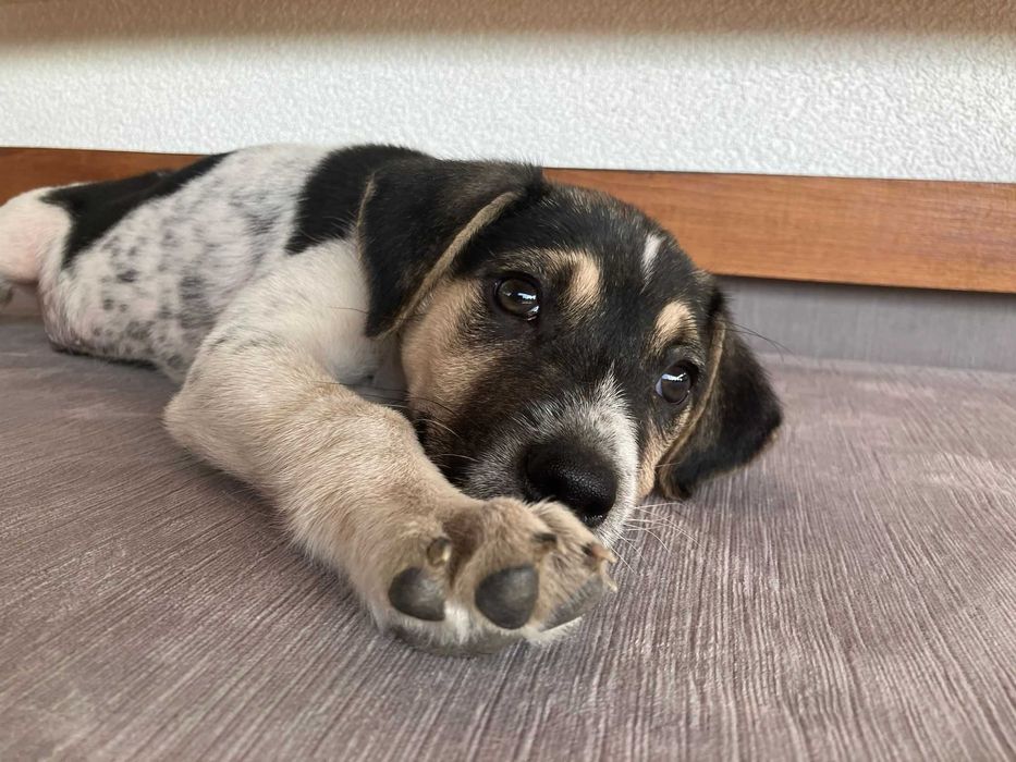 Cățel metis de brac 5 luni pentru adopție