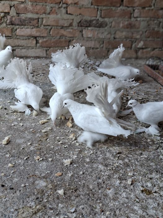 Voltati Maghiari        .