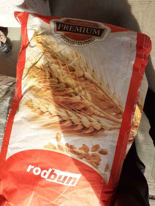 Grâu de panificație