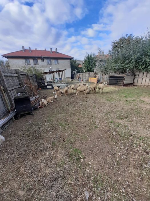 Ovine de vanzare oi, breze