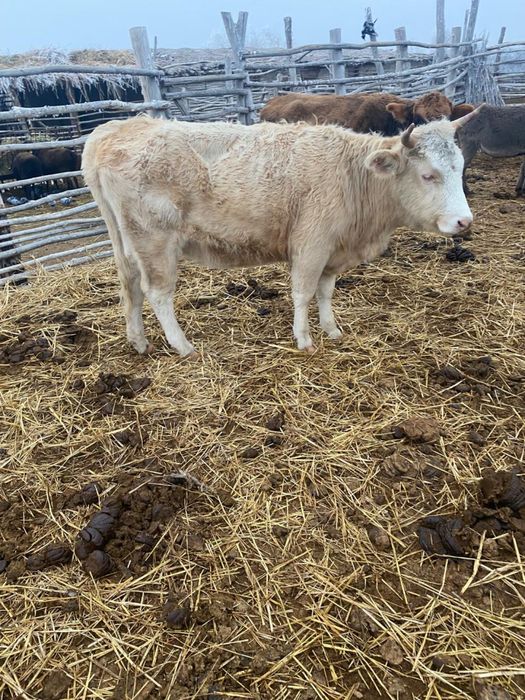 Продам жирную телку