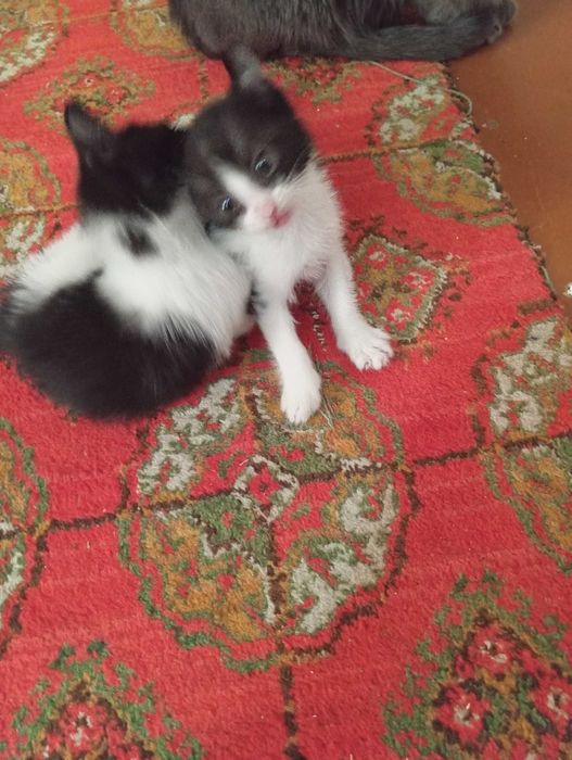 Мушук хадия килинади