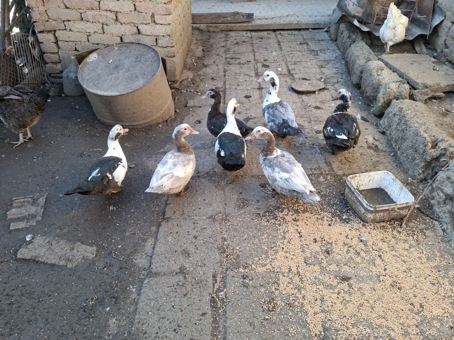 Патици неми мъжки и женски
