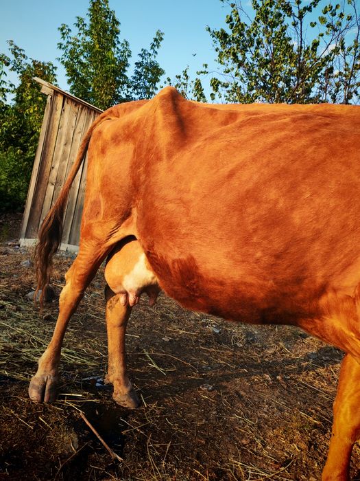 Продам дойную корову