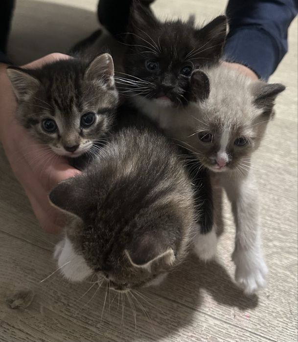 отдам котят в хорошие руки