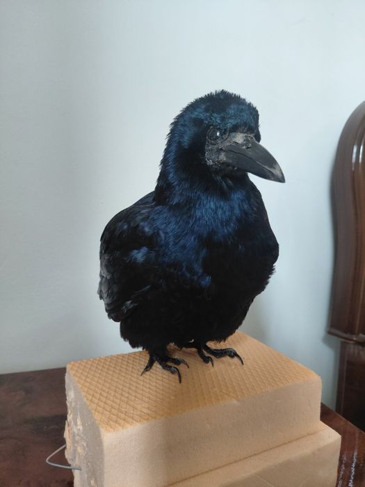 Cioara de semanatura impaiata, taxidermie CS1