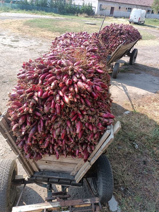 Ceapă de apă roșie