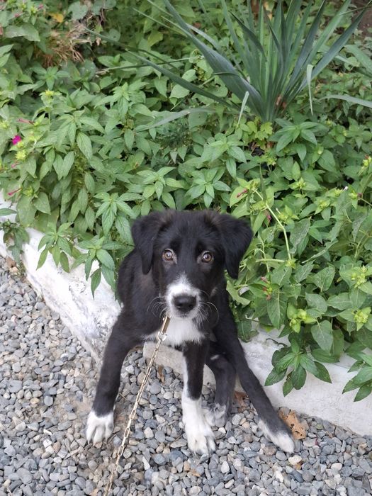 Собачка в добрые руки