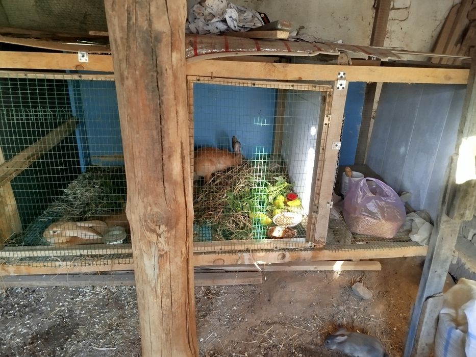 Кролики Quyon sotiladi