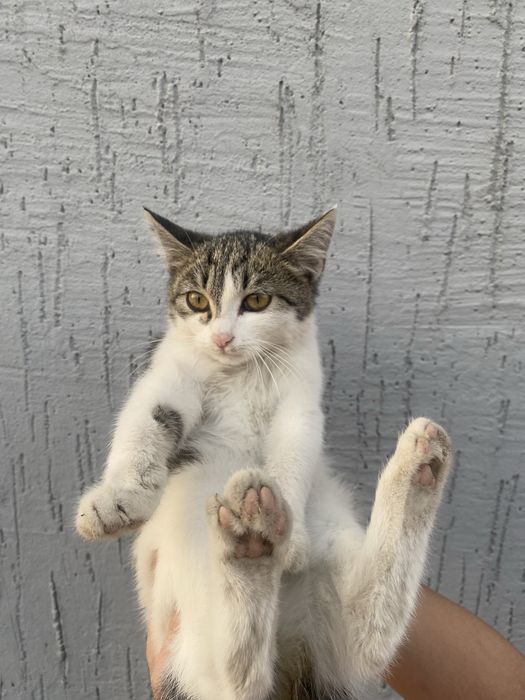 Котенокв хорошие руки, девочка, 4 месяца