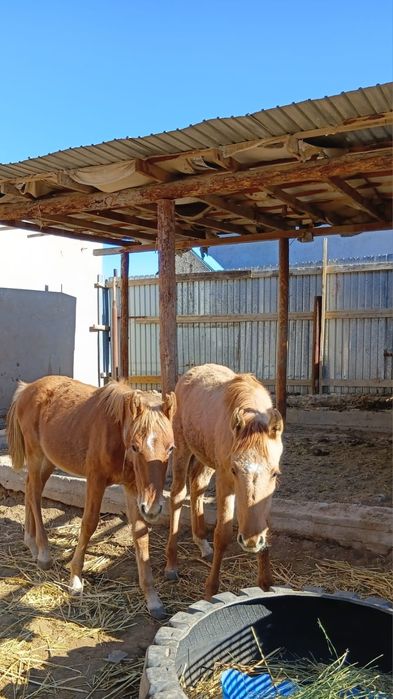 еки жабагы сатылад