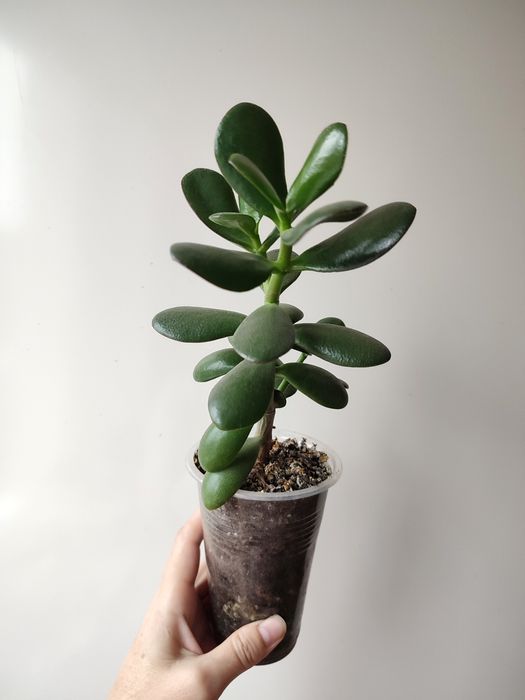 Тростянка. Денежное дерево.