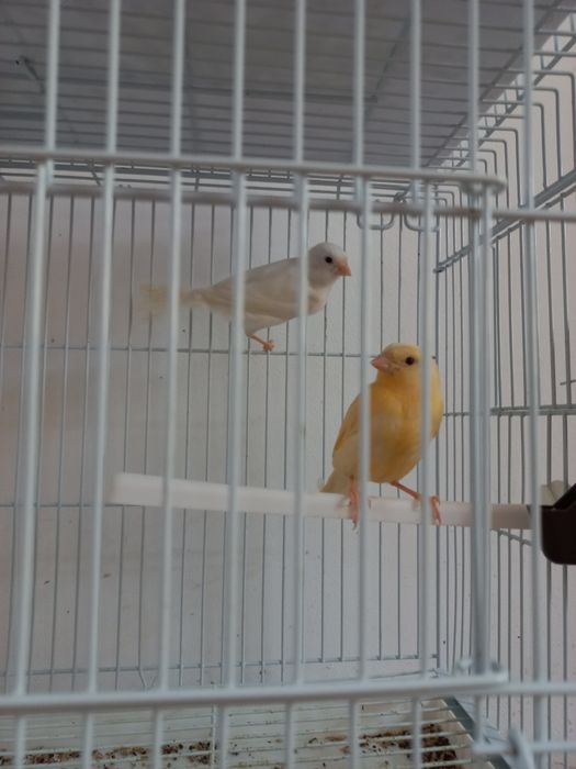 Vand canarite și canari