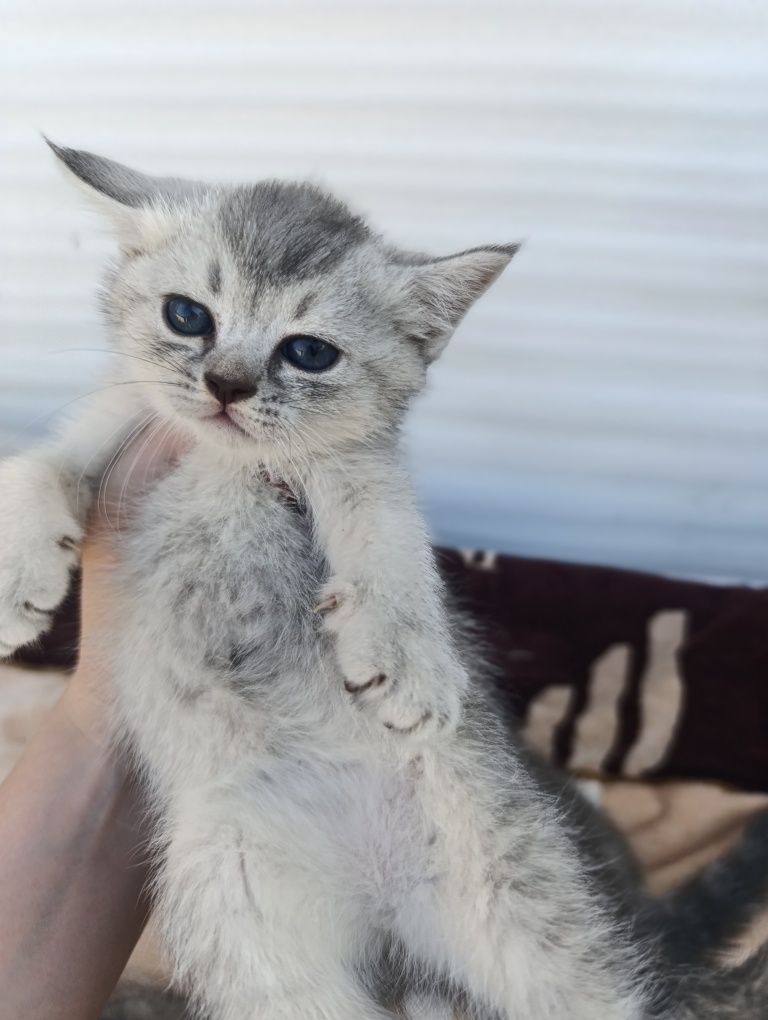Котята чистокровные