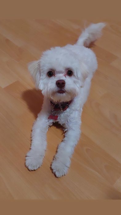 Pet sitter/ Cazare animale de companie