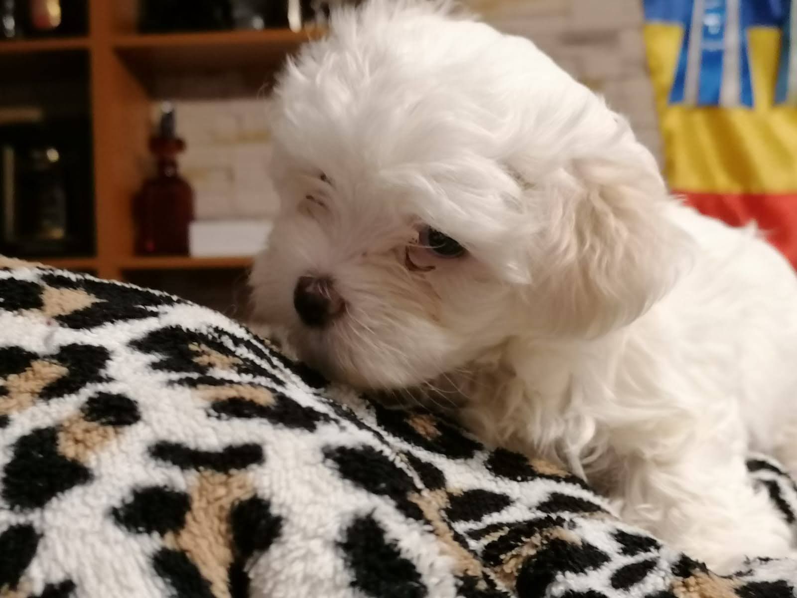 Băiețel Bichon maltese (maltez)