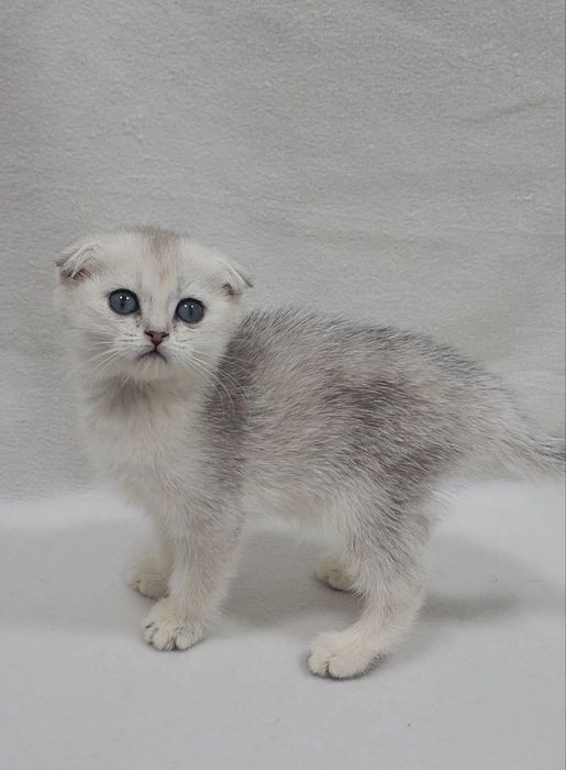Скоттиш фолд серебристая шиншилла