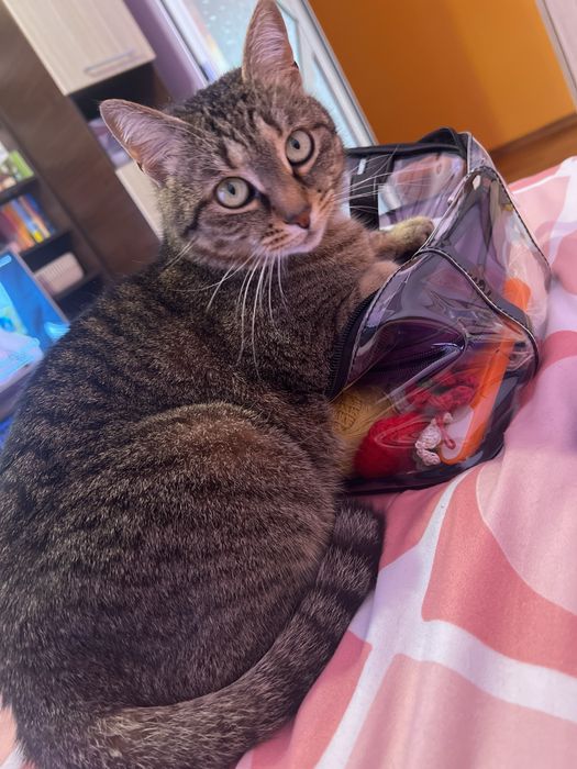 Pisicuta spre adoptie - Mia, 7 ani