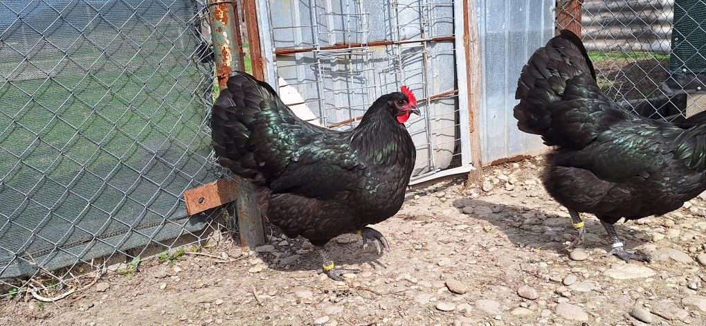 Vând gaini si cocosi de australorp