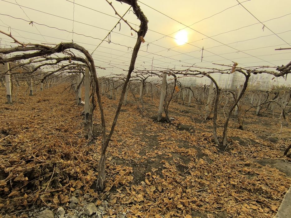 Rizamat f1 uzum novdalari