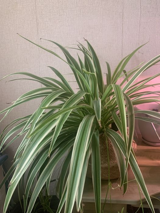 Хлорофитум (детки)