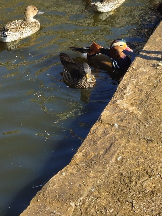 Vand sau schimb rațe mandarine mature