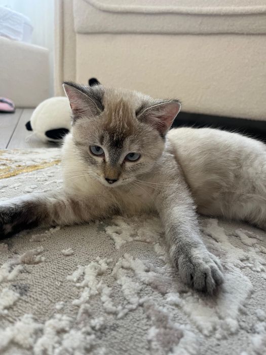 Ищу передержку для котёнка на 2 недели