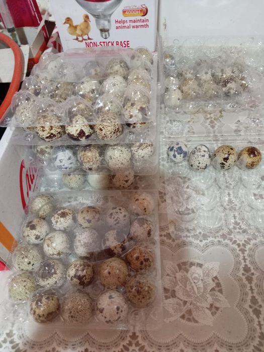 Бөдене жұмыртқасы сатылады.