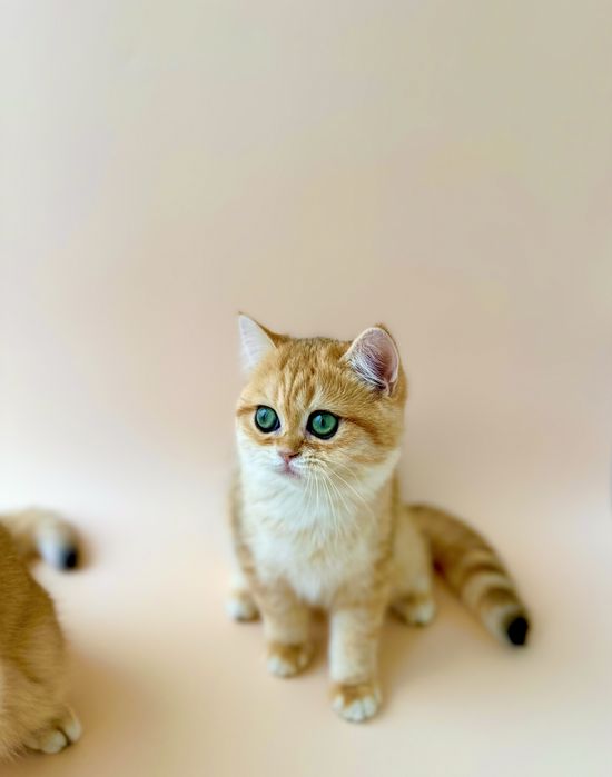 Котенок 3 месяца украшение вашего дома