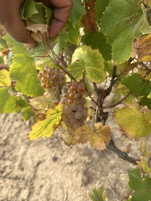 Struguri de vin productie 2025!!