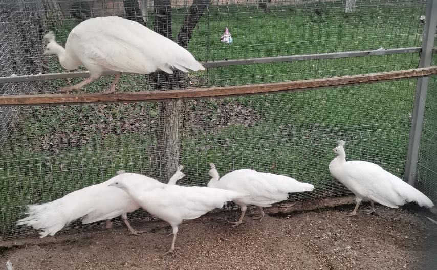 Тригодишни пауни