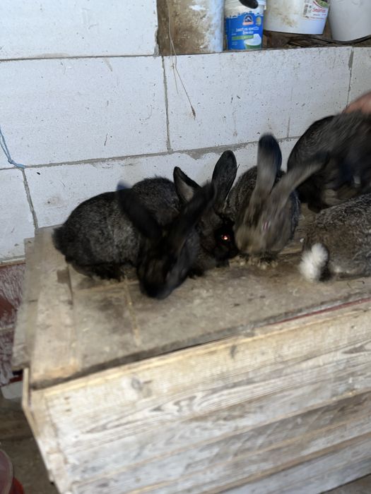 Vand iepuri urias german