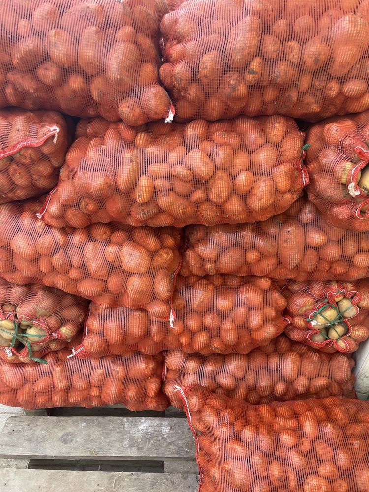 Продам картофель оптом