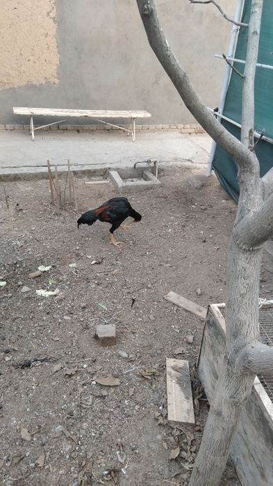 Dakan xoroz sotiladi