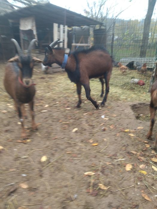 Vând țap alpin francez original