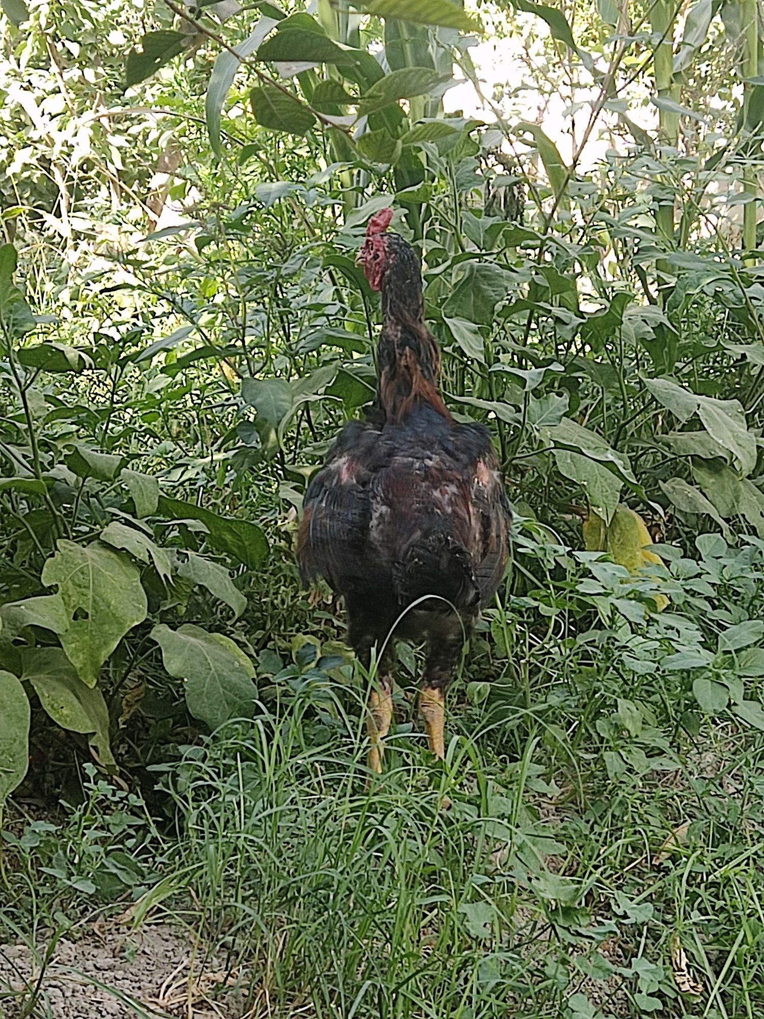 Dakan xoʻroz sotiladi