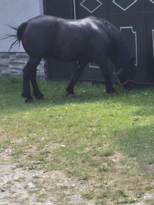 Cal deosebit de 6ani