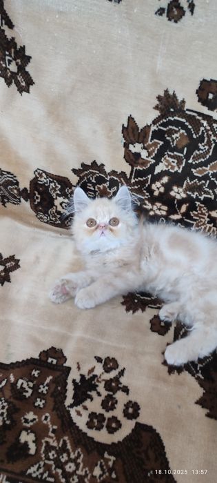 Продается  котенок . 600.000сум.