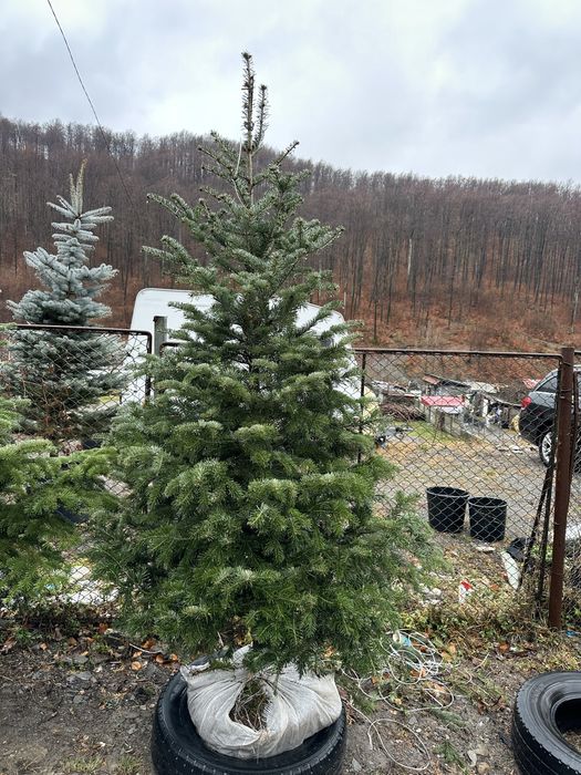 Brad la ghiveci verde