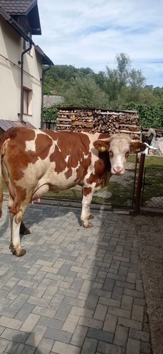 Vând jurinca la prima fătare fătată recent cu 27 de litri de lapte p z