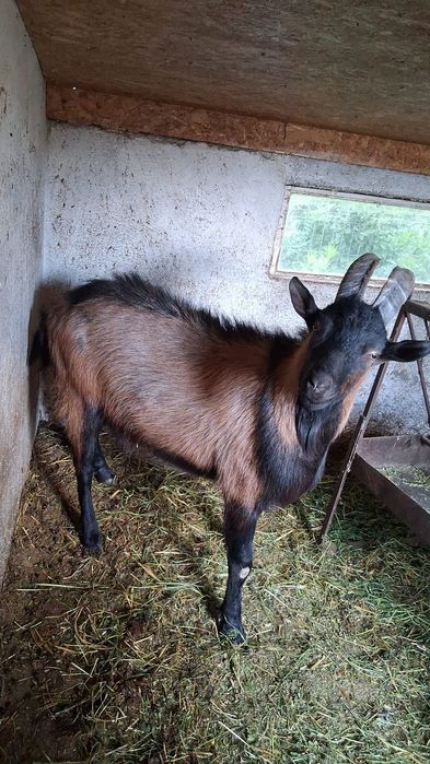 Țapi Alpin francezi