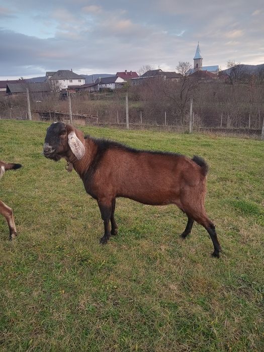 Vând țap Anglo Nubian cu Pedigree