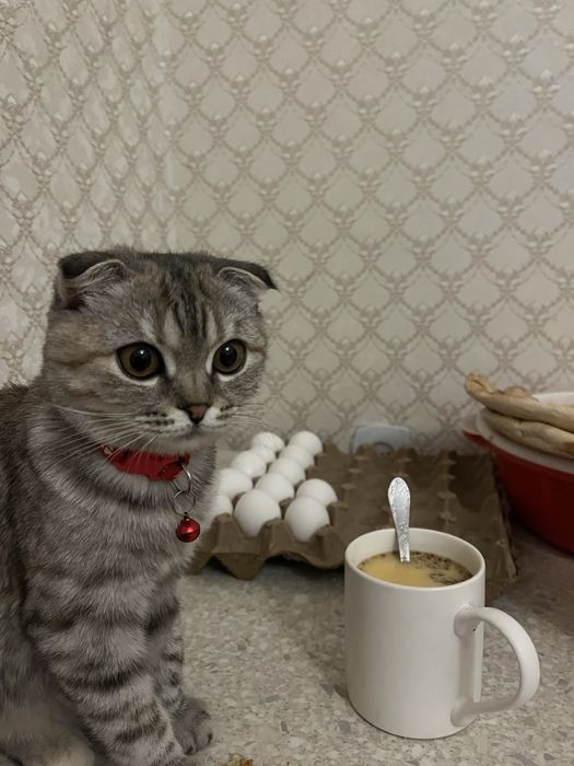 Мысық девочка 20000тг