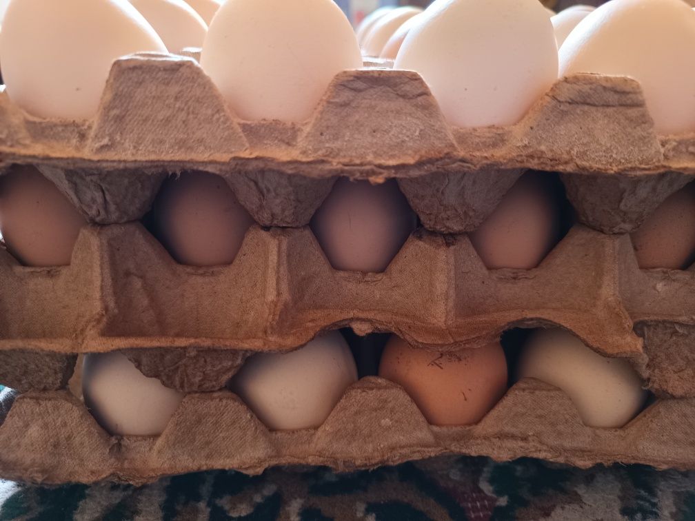 Продам куриные ,домашние яйца.