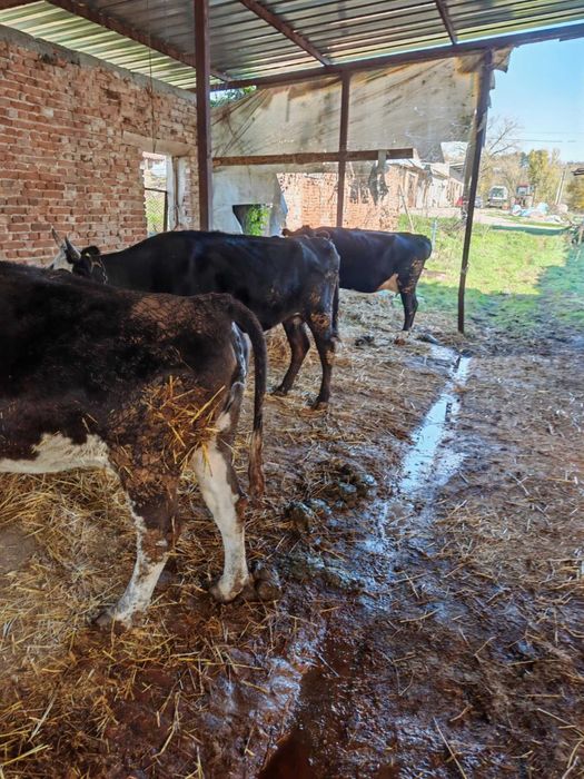 Продавам месодайни крави и телета