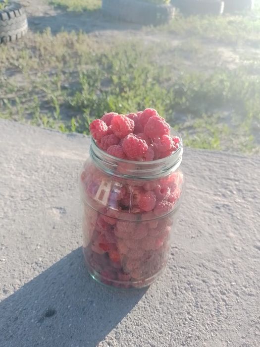 Продажа малины домашней