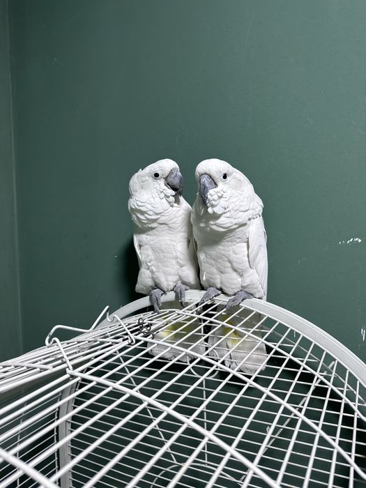 Бело хохлый какаду сотилади Идеал ручной пара иккаласи хам гапиради.