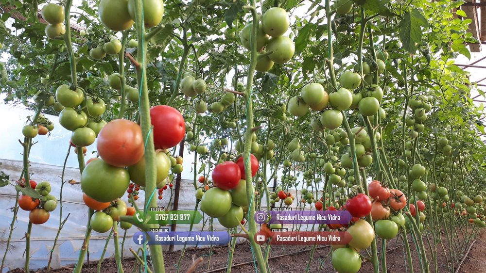 Vand Rasad Rosii Vinete Ardei Castraveti si alte Rasaduri Legume 2025