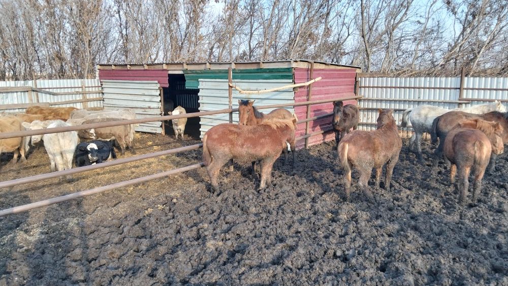 продаем лошадей с откорма